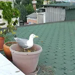 Berk Guest House - Grandma'S House