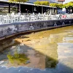 Garden Uzungol