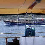 Racing With Glory Dolphins